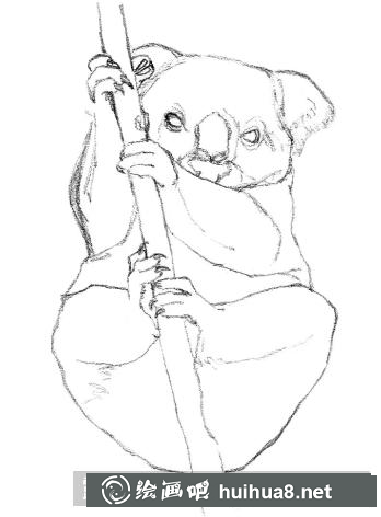 素描画考拉
