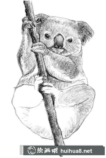 素描画考拉