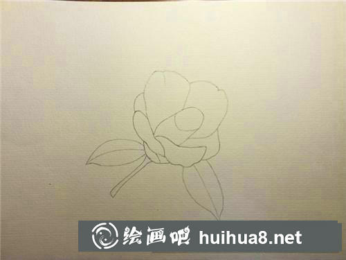 单瓣茶花水彩画 单瓣茶花水彩画