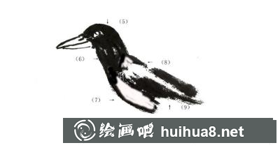 喜鹊的画法 喜鹊的画法