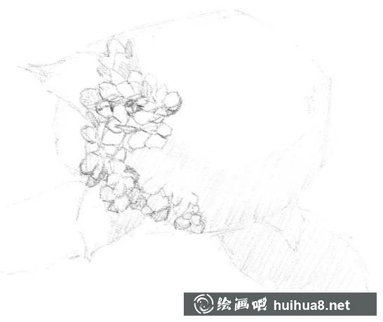 素描画绣球花 素描画绣球花