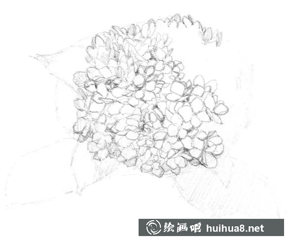 素描画绣球花 素描画绣球花