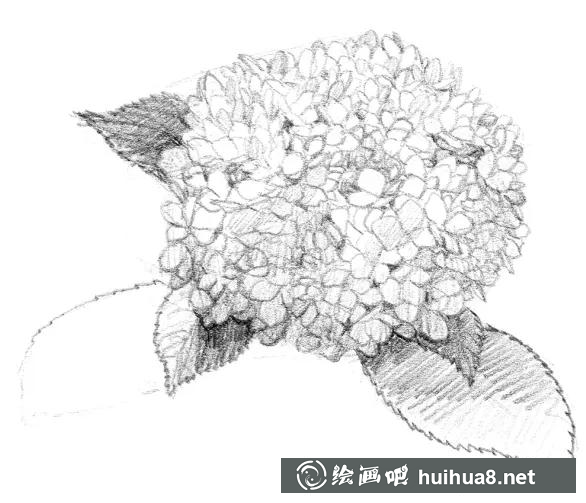 素描画绣球花 素描画绣球花