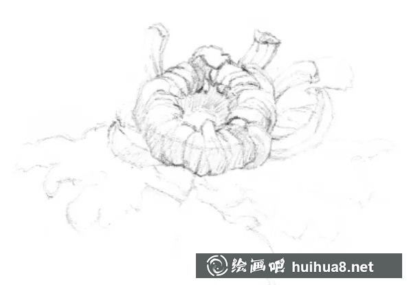素描画菊花 素描画菊花