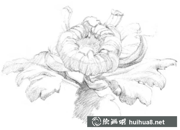 素描画菊花 素描画菊花