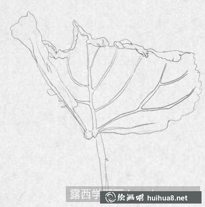 钢笔画一片枫叶