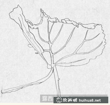 钢笔画一片枫叶
