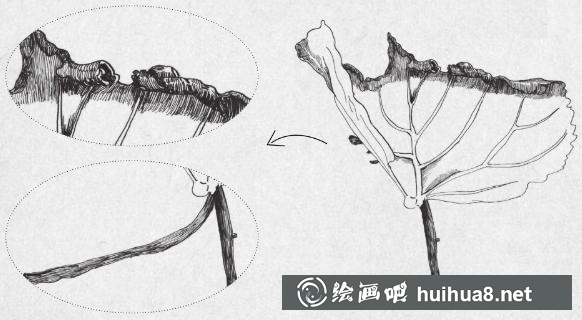 钢笔画一片枫叶