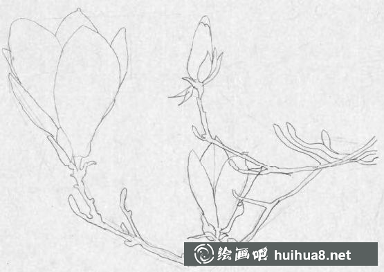 钢笔画梅花