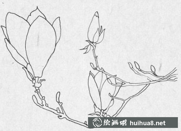 钢笔画梅花