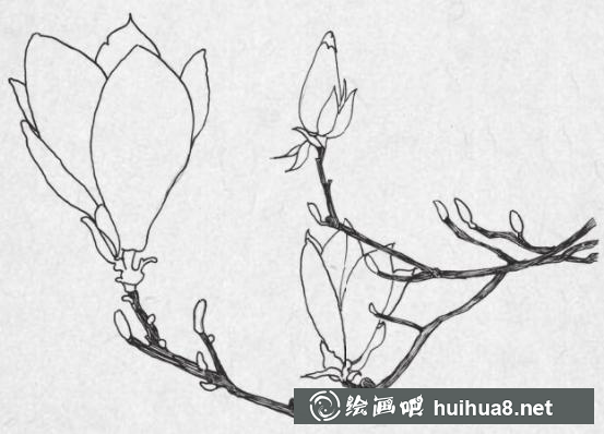 钢笔画梅花