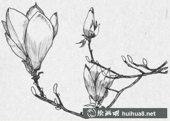 钢笔画梅花