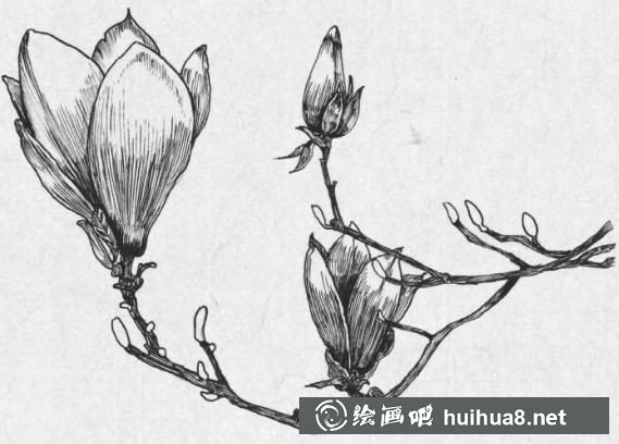 钢笔画梅花