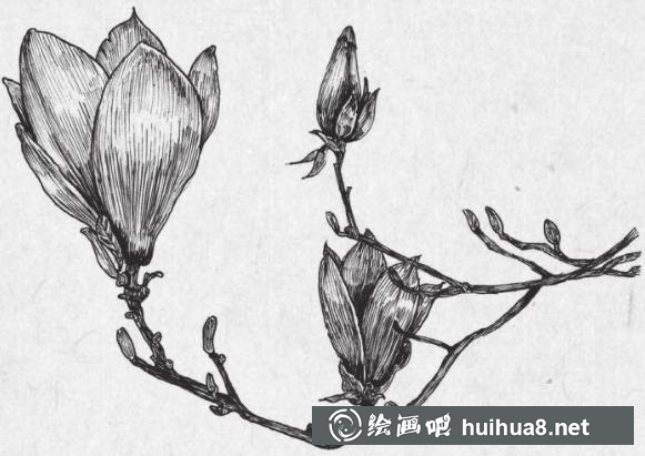 钢笔画梅花