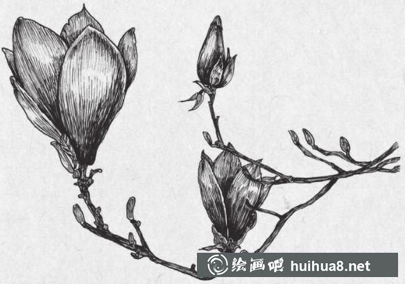 钢笔画梅花