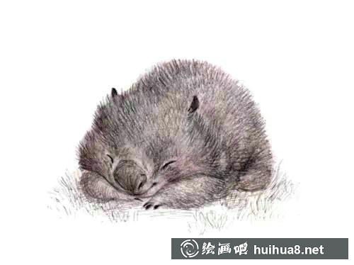 小动物彩铅画4