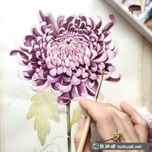 插画家Elena Limkina的水彩植物绘 插画家Elena Limkina的水彩植物绘
