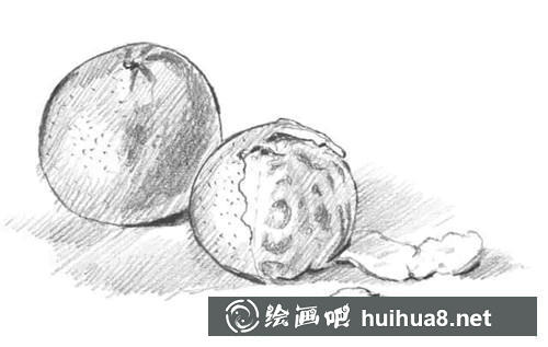 桔子素描图步骤4