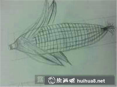 玉米素描步骤4