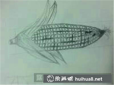 玉米素描步骤5