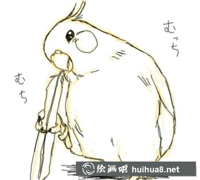 鹦鹉手绘步骤3