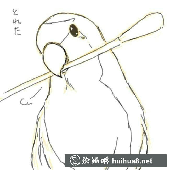 鹦鹉手绘步骤6