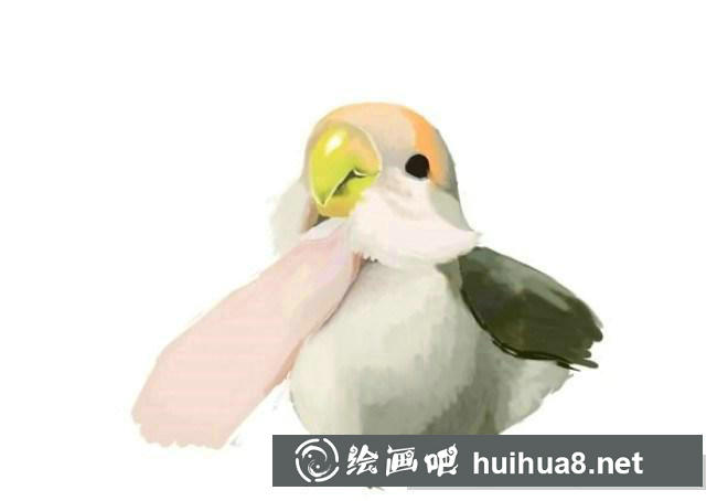 鹦鹉手绘步骤10