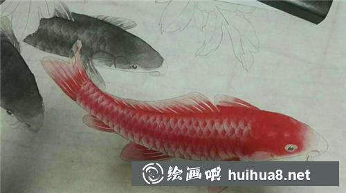 3 红色鱼分染