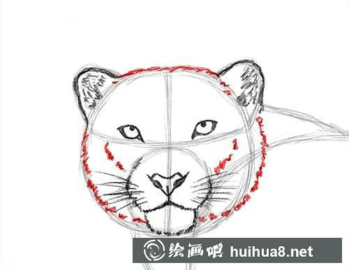 雪豹毛发描绘