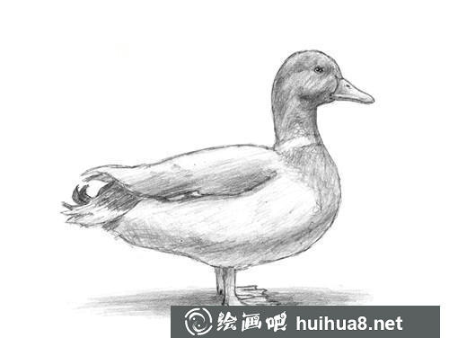 6 鸭阴影和投影