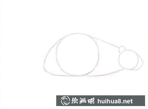 海狸头部与身体