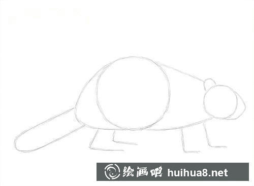 海狸四肢