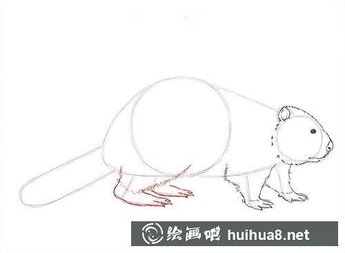 海狸尾巴