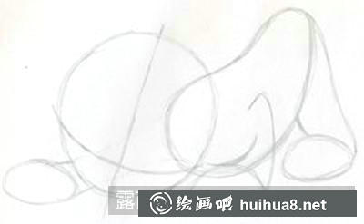 猫咪脸部和头部