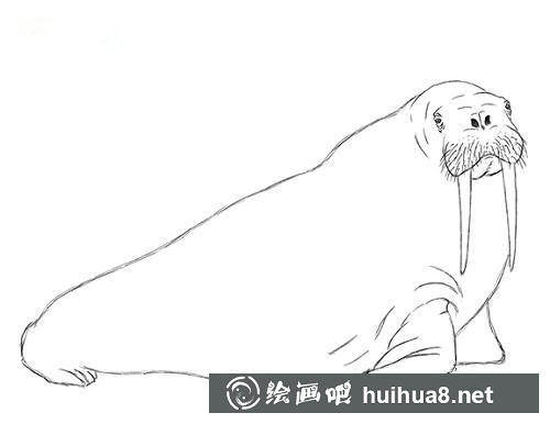 海象素描教程5