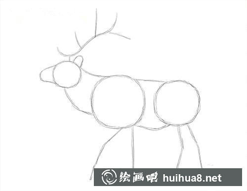 麋鹿素描步骤2