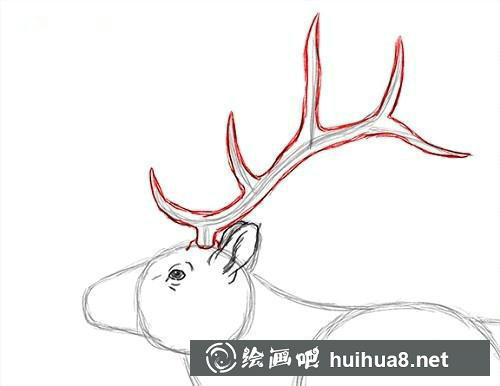 麋鹿素描步骤3