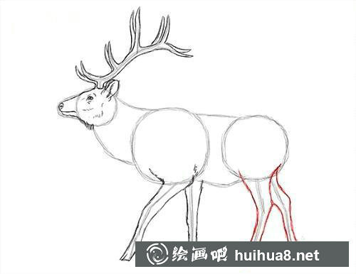 麋鹿素描步骤5