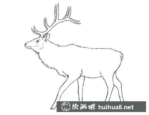 麋鹿素描步骤6