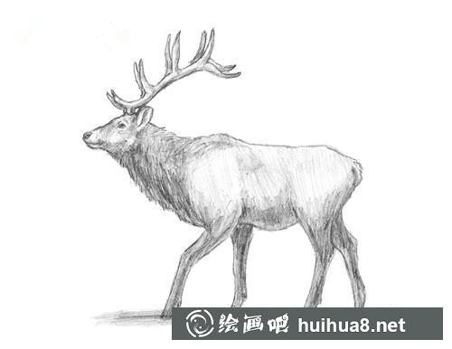 麋鹿素描步骤7