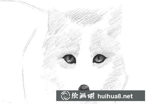 2 雪狐素描画步骤2