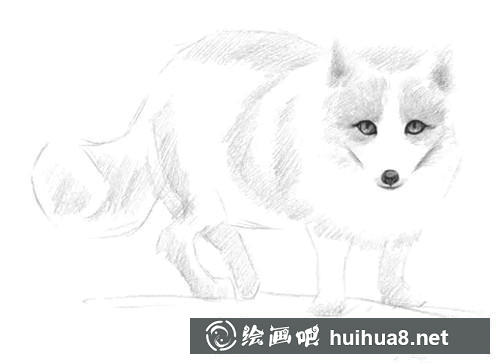 4 雪狐素描画步骤4