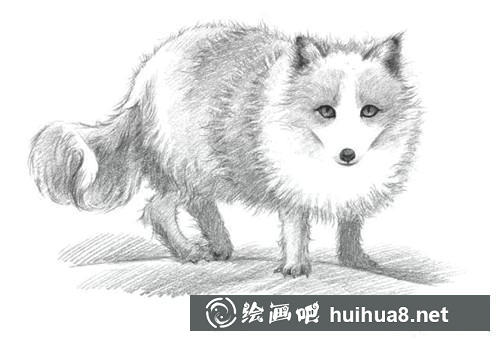 7 雪狐素描画步骤7