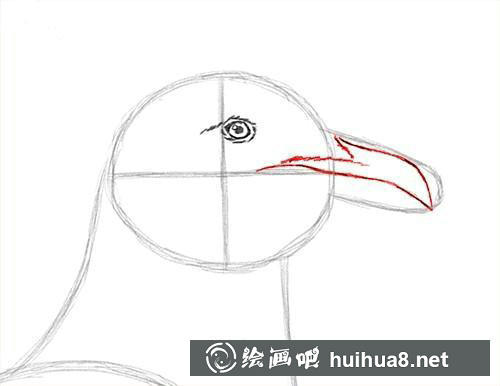 海鸥素描步骤3