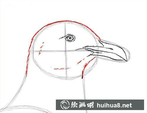 海鸥素描步骤4