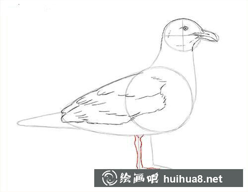 海鸥素描步骤5