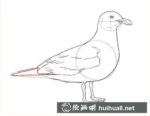 海鸥素描步骤6