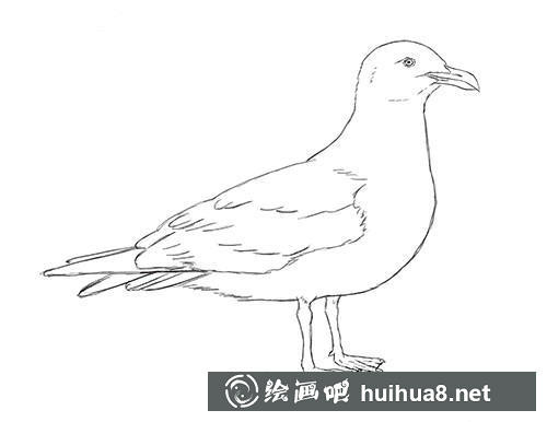 海鸥素描步骤7