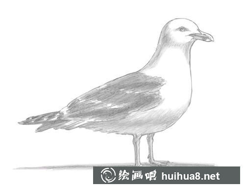 海鸥素描步骤8