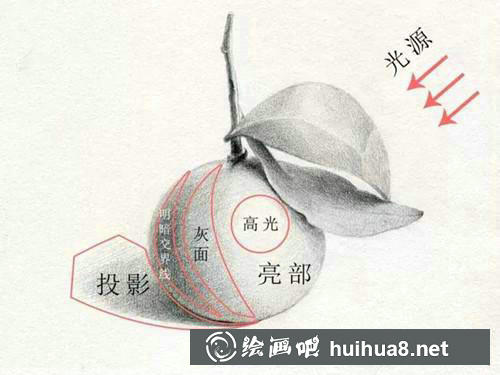 桔子素描步骤1